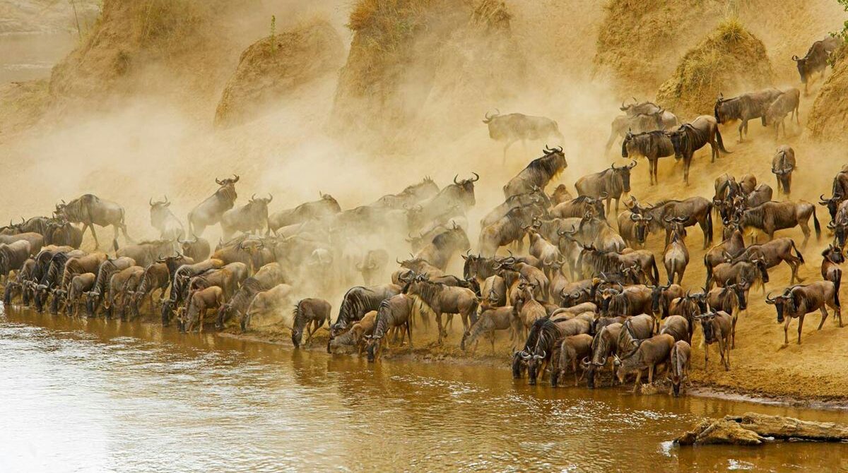 The Great Migration Explained: When and Where to See It