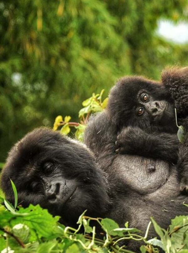 bwindi1
