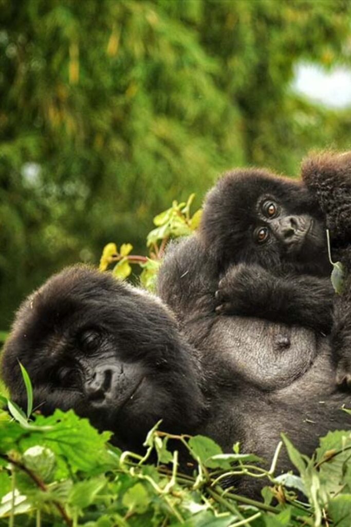 bwindi1