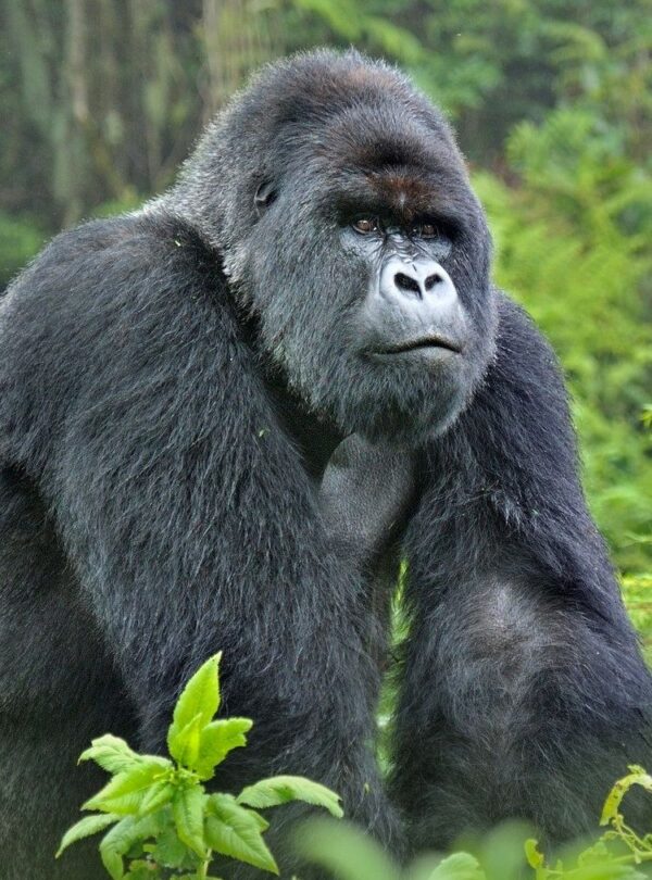 bwindi5