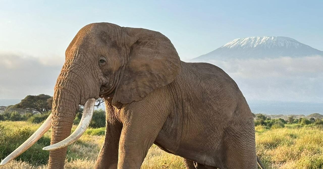 Kenya vs Tanzania Safari: Which Destination Is Right for You?