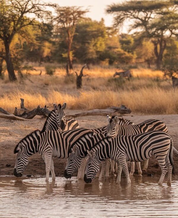 mburo1